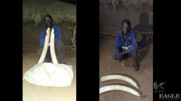 An ivory trafficker arrested with 2 tusks