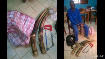 An ivory trafficker arrested with 2 tusks