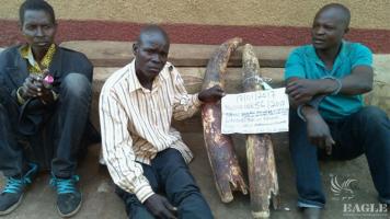 3 ivory traffickers arrested with 27 kg ivory