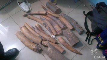 2 traffickers arrested with 28 kg of Ivory