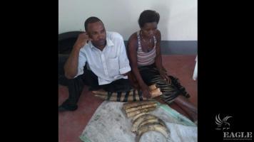 2 traffickers arrested with 3 elephant tusks