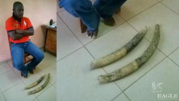 A trafficker arrested with two tusks