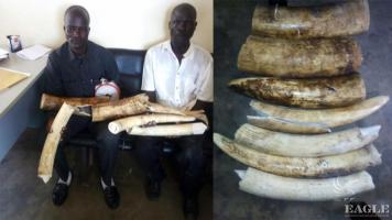 2 traffickers arrested in Kampala with 18 kg Ivory