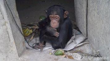 A baby chimp saved in Guinea again