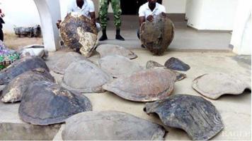2 traffickers arrested with 16 sea-turtle shells