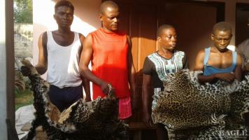 4 traffickers arrested with 2 leopard skins