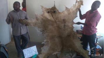 2 traffickers arrested with a lion's skin and 12kg of pangolin scales