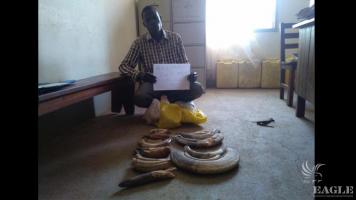 A trafficker arrested with 24 hippo teeth