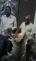 2 traffickers arrested with 3 zebra skins