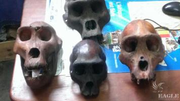 2 traffickers arrested in Yaounde with 4 gorilla skulls