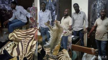 2 traffickers arrested with 3 zebra skins