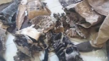 A trafficker arrested with many skins including a leopard
