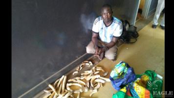 A trafficker arrested with 24 hippo teeth