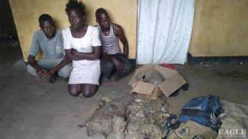 3 traffickers arrested live Giant pangolin and 10 kg of pangolin scales
