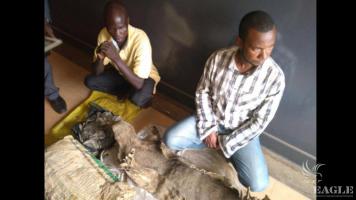 2 traffickers arrested with a skin of an aardvark