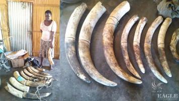 An ivory trafficker arrested with 63 kg of ivory