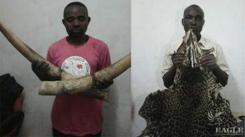 6 traffickers arrested with 4 tusks and a leopard skin