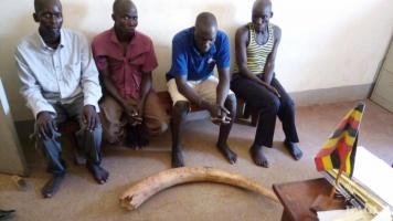 4 traffickers arrested with 20kg Ivory