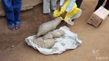3 traffickers arrested with a live pangolin and 3 skinned pangolins
