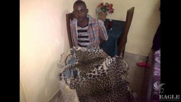 A Nigerian trafficker arrested with 2 leopard skins