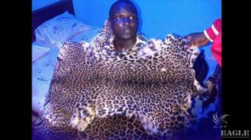 A trafficker arrested in Libreville with two leopard skins.