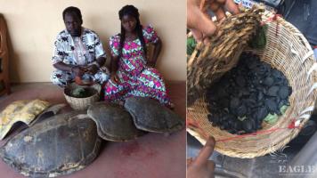 2 traffickers arrested with 66 live baby sea turtles