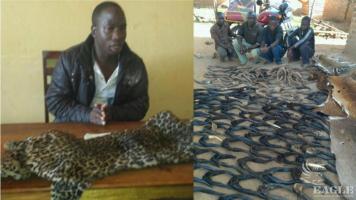 5 traffickers arrested with skins and horns of protected antelopes and a leopard skin