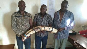 3 traffickers arrested with 30 kg Ivory