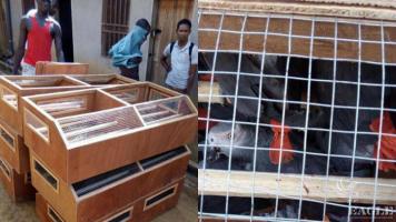 2 bird traffickers arrested, 300 grey parrots rescued