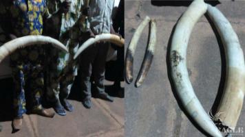 4 traffickers arrested with 14 kg Ivory