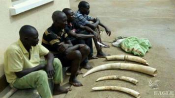 4 traffickers arrested with 5 Ivory tusks