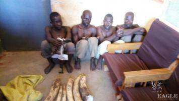 4 traffickers arrested in Gulu with 16kg Ivory and a rifle