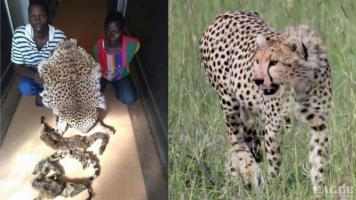 4 arrested with a cheetah skin
