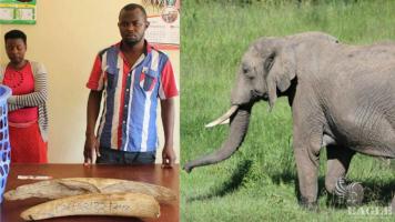 2 traffickers arrested with 12kg Ivory