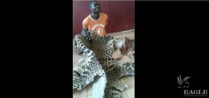 A trafficker arrested with a leopard skin
