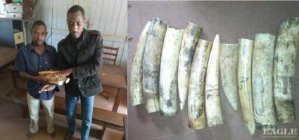 2 traffickers arrested with 20 kg of Ivory