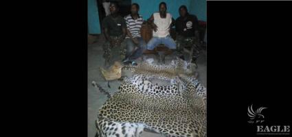 2 traffickers arrested with a lion head skin and two leopard skins