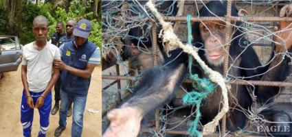 A Colonel and 3 others arrested and 4 chimps rescued