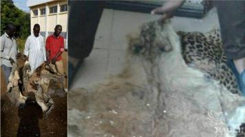 3 traffickers arrested with a lion skin, two leopard skins