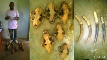 2 traffickers arrested with 5 leopard skulls, 4 tusks