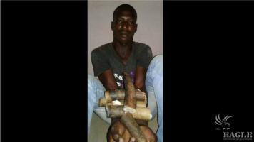 A Malian trafficker arrested  with two tusks