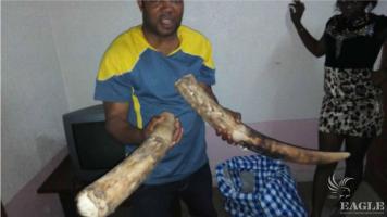 A trafficker arrested with two tusks a leopard skin
