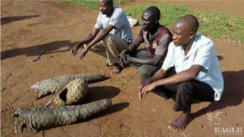 3 traffickers arrested with one live pangolin and two skinned pangolins