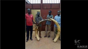 4 traffickers arrested with 70 kg of ivory