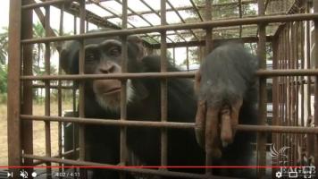A Colonel and 3 others arrested and 4 chimps rescued - REUTERS reportage