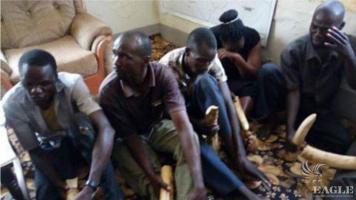 5 traffickers arrested with 6 Ivory pieces