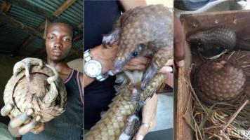 2 traffickers arrested and two live pangolins rescued