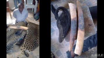 2 traffickers arrested with 2 tusks and 2 leopard skins