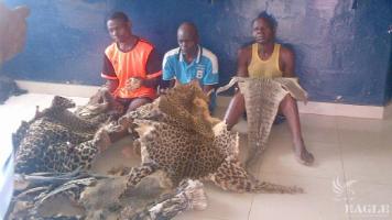 3 traffickers arrested with 2 leopard skins