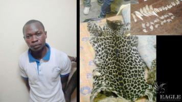 A trafficker arrested with two leopard skins
